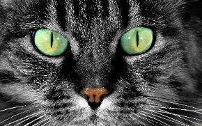 nemoci očí u koček