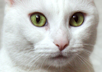 Izzie Izzie