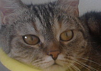 Sára Sára