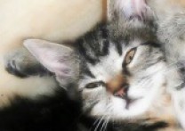 lusieeeenka a Zuzanka a Čelinka