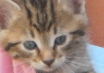 Mimka