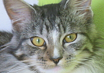 Bella Bella