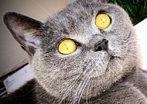 Bagheera Bagheera