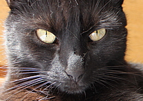 Eliška Eliška