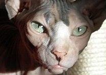 Debbie Angel Sphynx Debbie Angel Sphynx