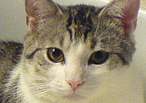 Mazlíček Mazlíček