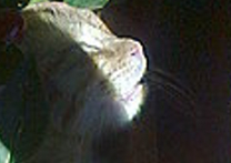 mima9637 a Ziva mima9637 a Ziva