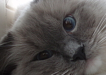 OliverBlueOfSilkicat OliverBlueOfSilkicat