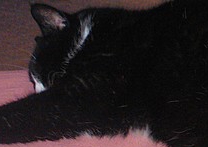 Buřťajda Buřťajda