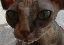 Fashion Maniac a Lea