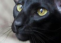 Bantique & Chloe Bantique & Chloe