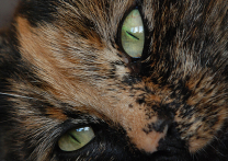 Shelka Shelka