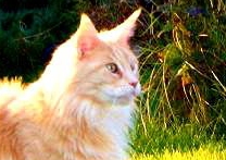 Irnerius Alwaro PL Irnerius Alwaro PL