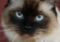 Zoey Zoey
