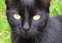 Kitty a Mikeš