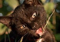 Lily Chico Lily Chico