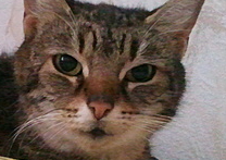 Čikinka