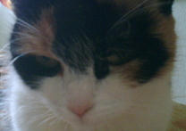 Dominik Lipner a Giginka Dominik Lipner a Giginka