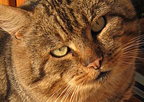 Kočičák Kočičák