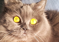 Ketty