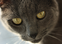 Temperance Temperance