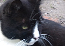 Kašpárek Kašpárek