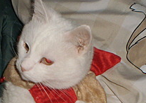 DeMeter - Miťko DeMeter - Miťko