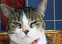 Františka a Despair