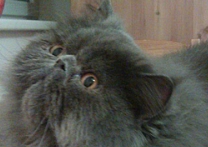 Oskar Oskar