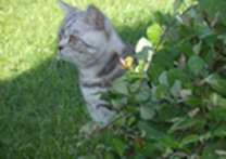 Matýsek + Albert Matýsek + Albert