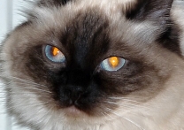 Amira Aisch Archa Amira Aisch Archa