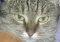 Kotěnka(Mentolka) Kotěnka(Mentolka)