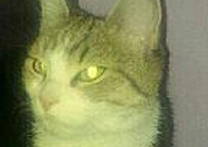 Lísa Lísa