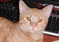 Garfield Garfield