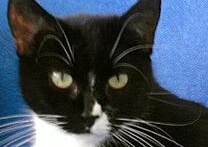 Holčička Holčička