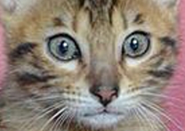 King Artur King Artur