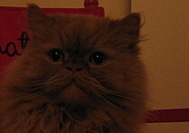 Pan Huňáč Pan Huňáč