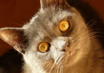 Vilko Vilko