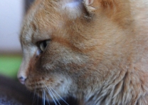 Macík a Ginger