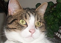Maxík Maxík
