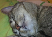 HazelnutChoc a Tygřule