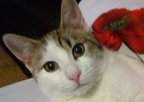 Rozárka Rozárka