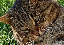 Mamča alias Stařa Mamča alias Stařa