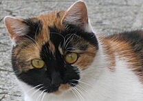 Nella Nella