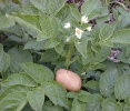 Lilek brambor